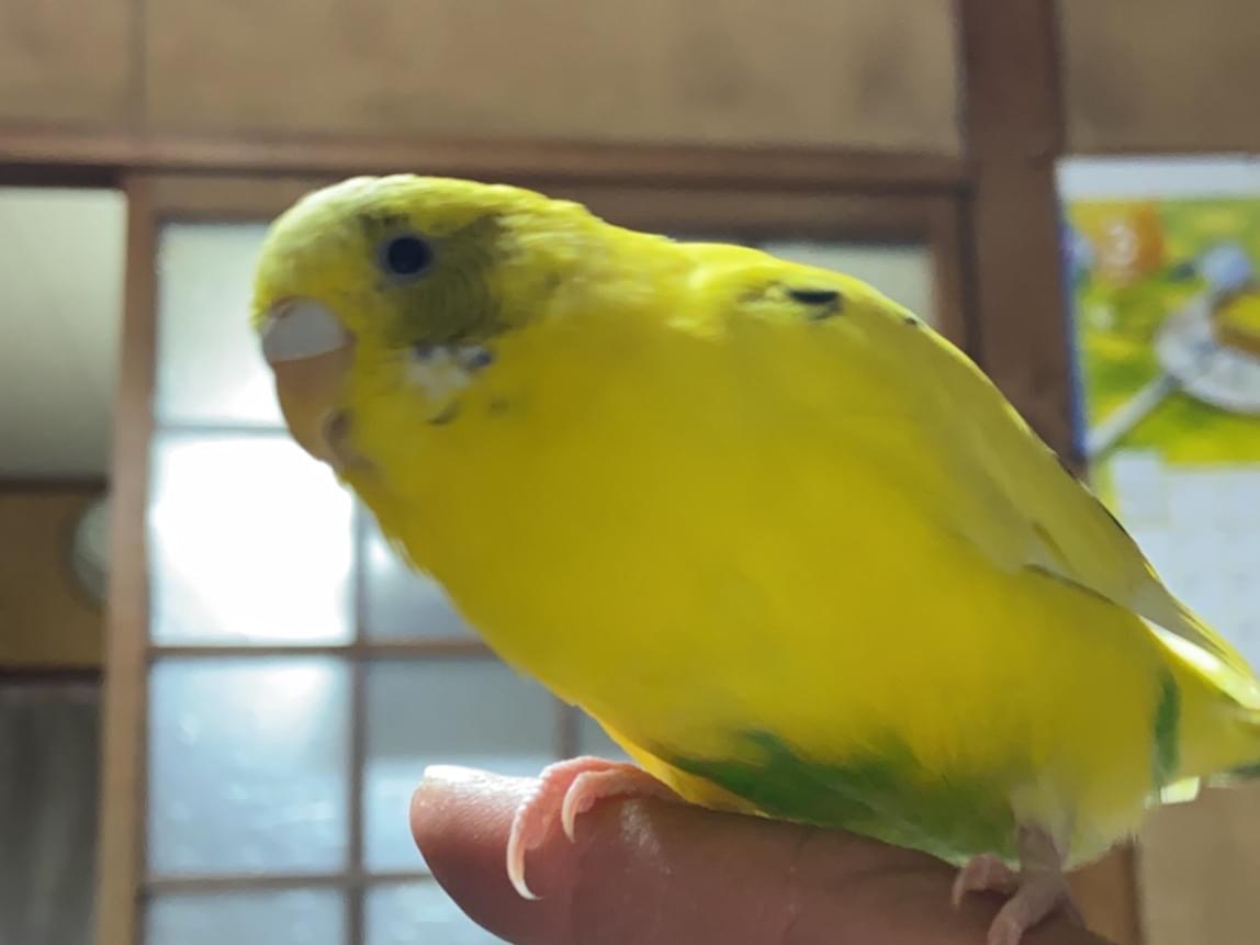 はるとちゃん はるとちゃん