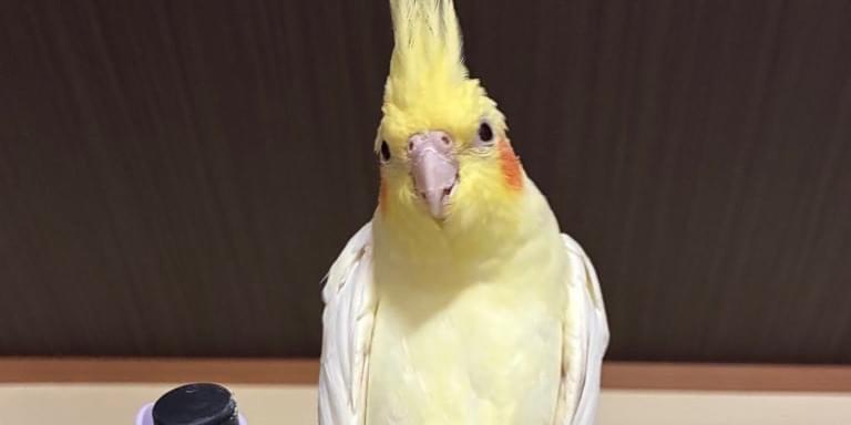 オカメインコ(ルチノー)