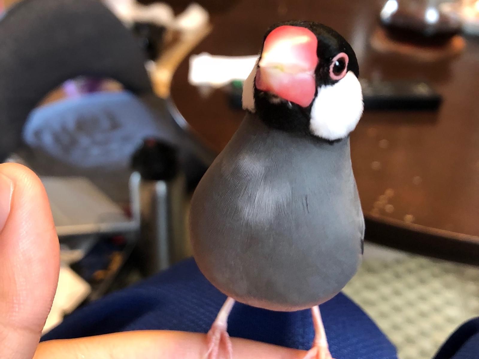 ももちゃん ももちゃん
