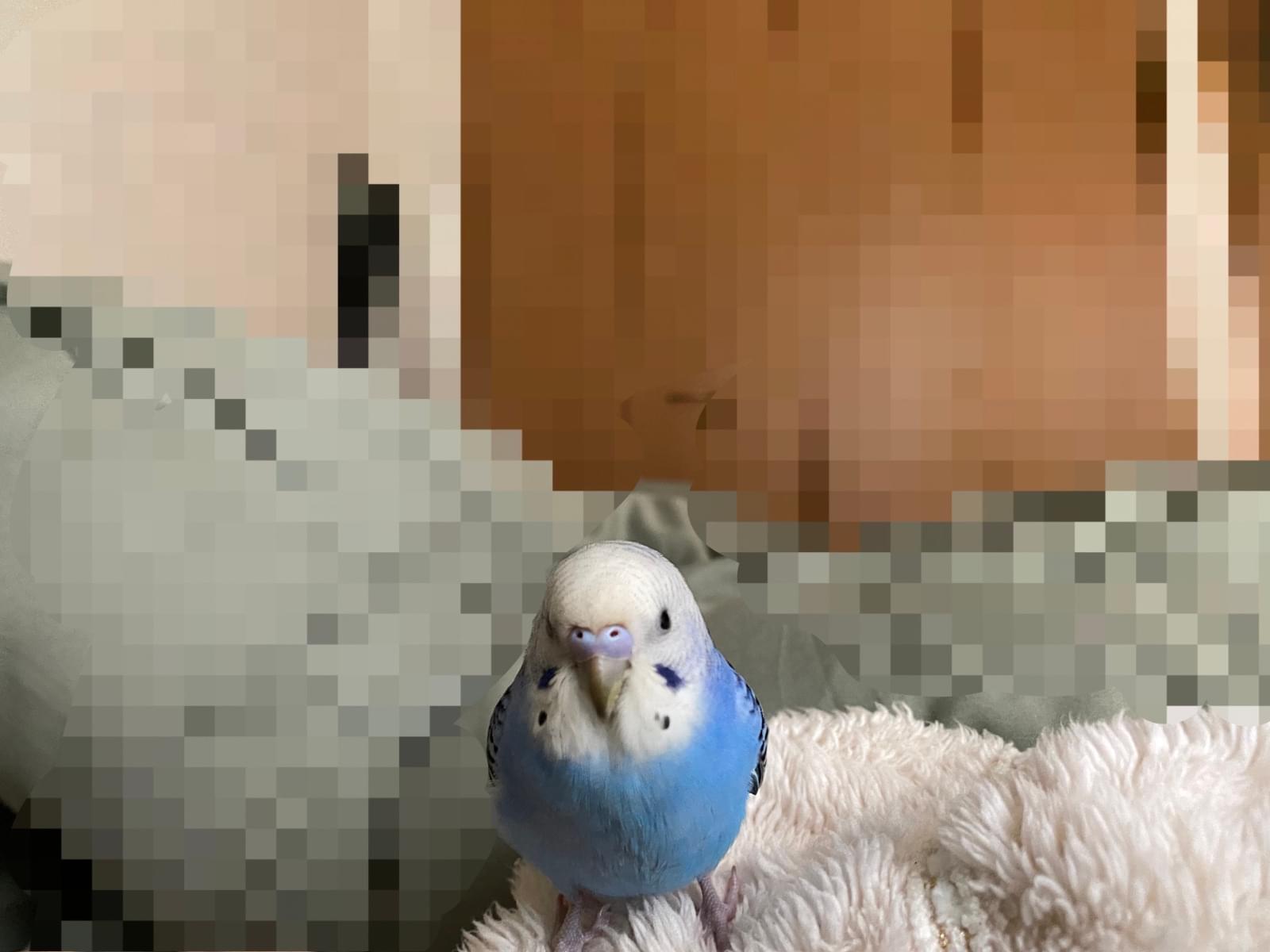 コドリちゃん コドリちゃん