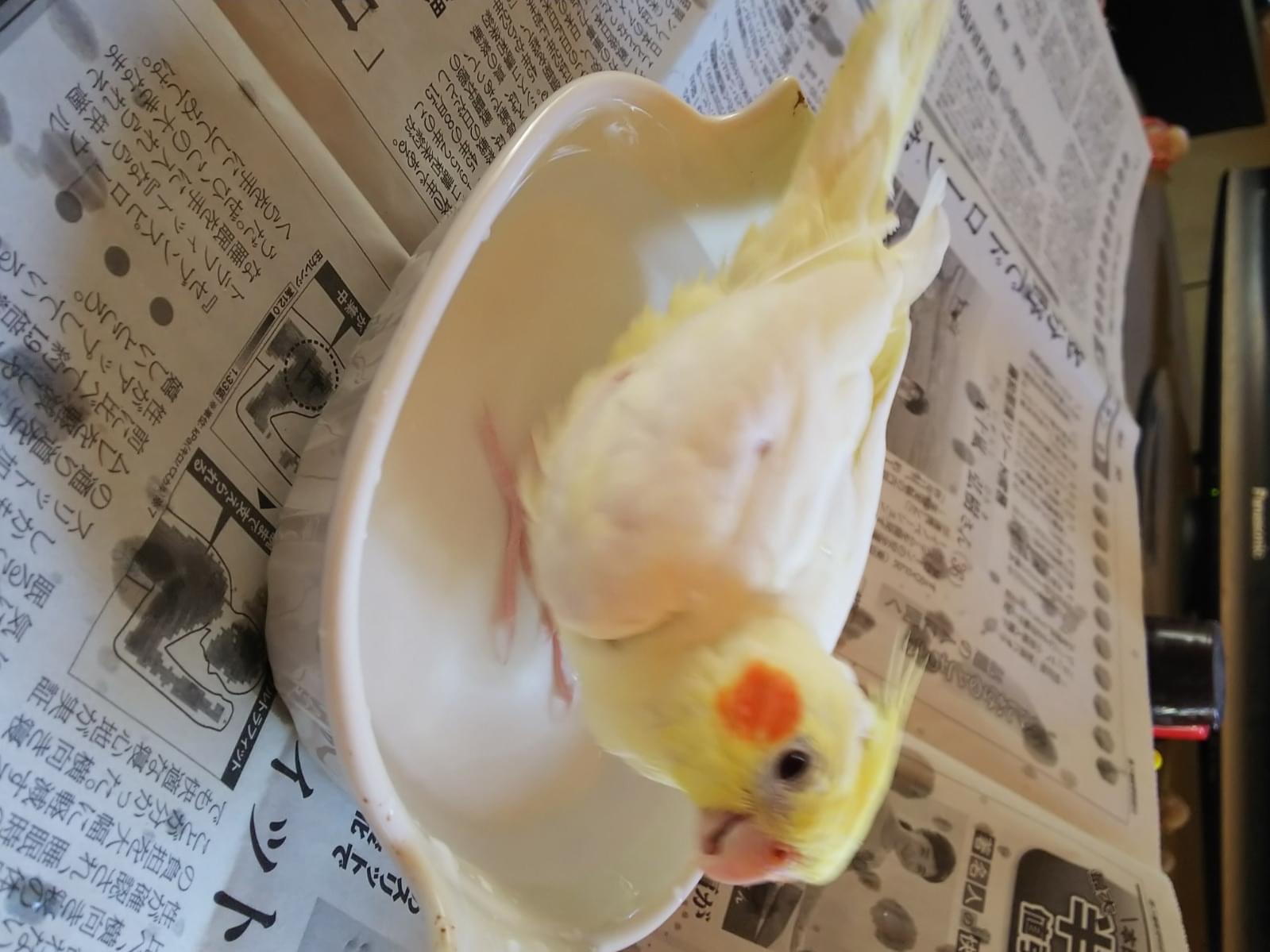バニラちゃん バニラちゃん