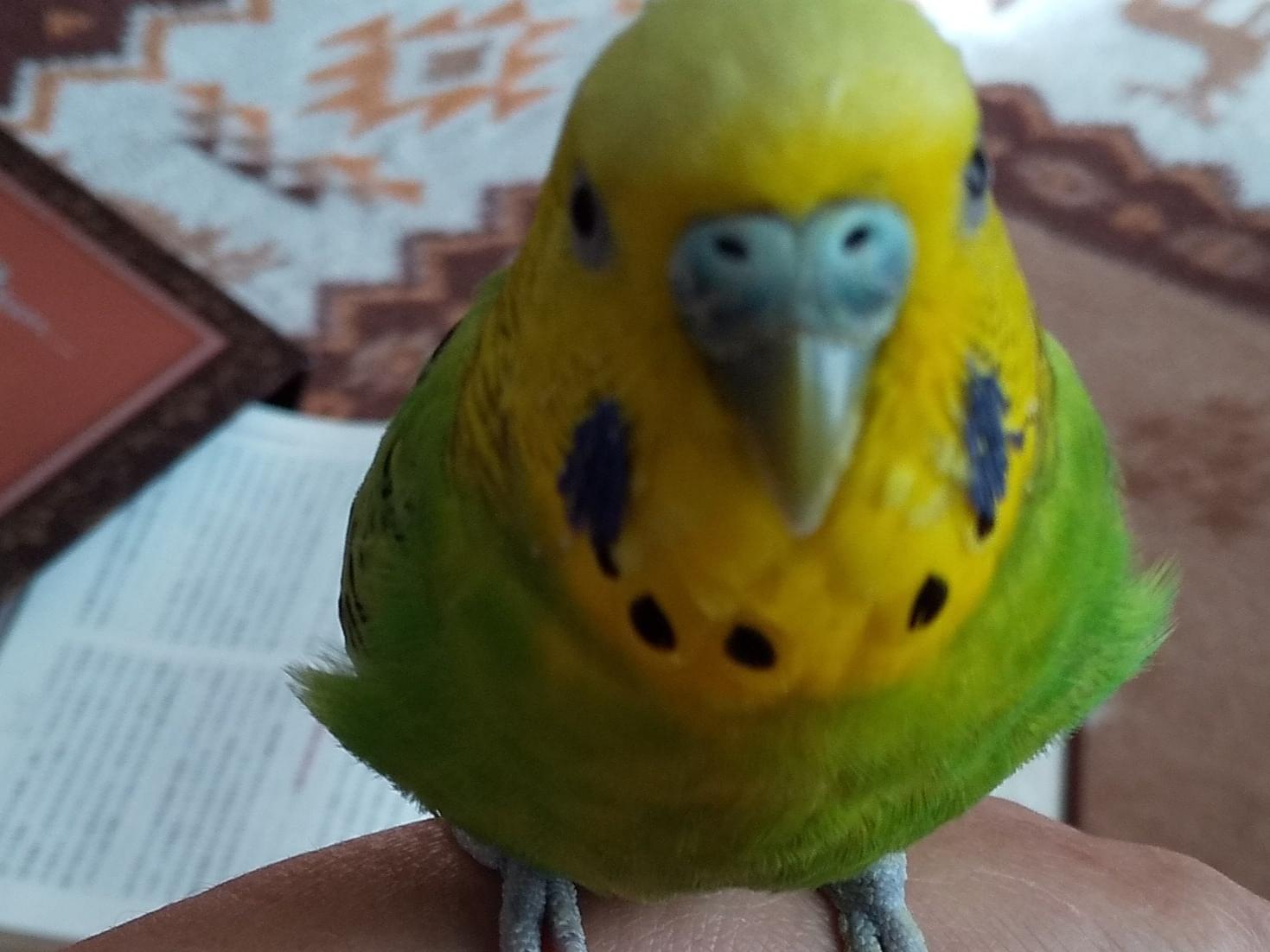 ぴぃちゃん ぴぃちゃん