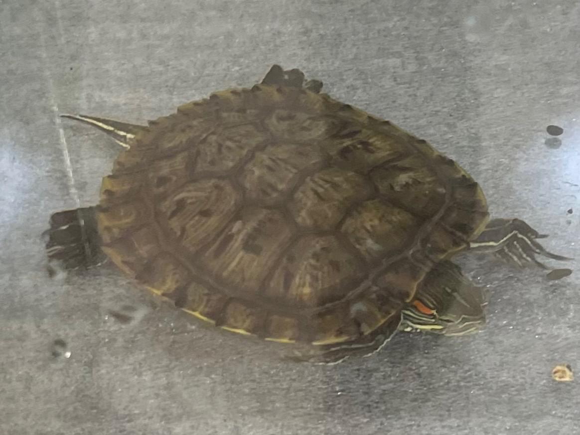 保護されたペット 保護されたペット