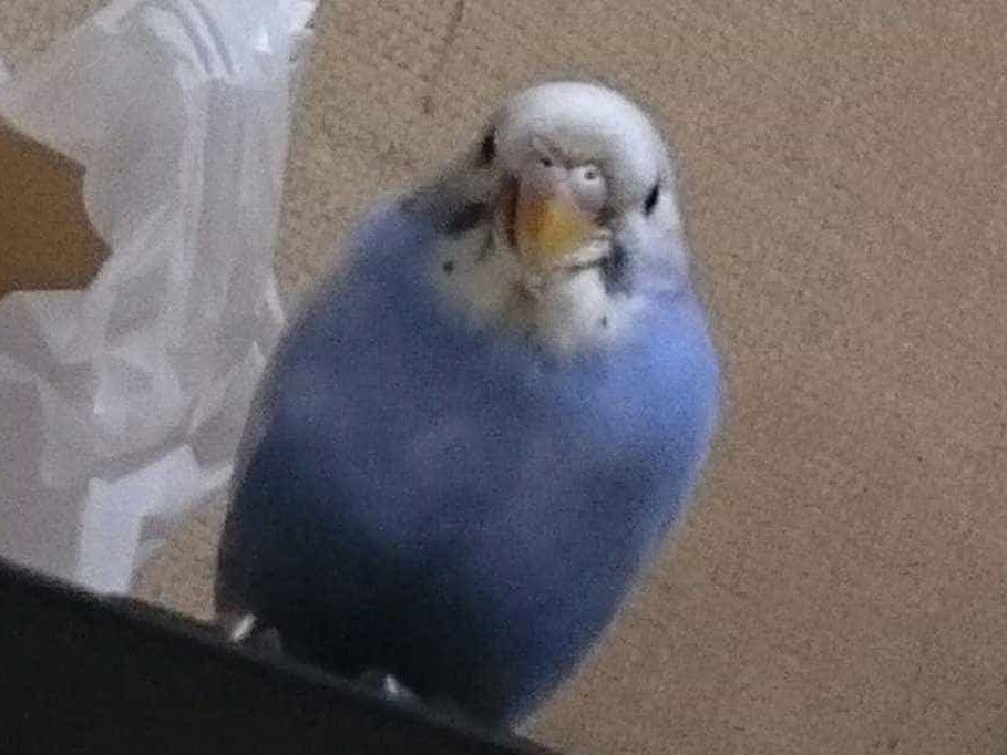 ピーすけちゃん ピーすけちゃん