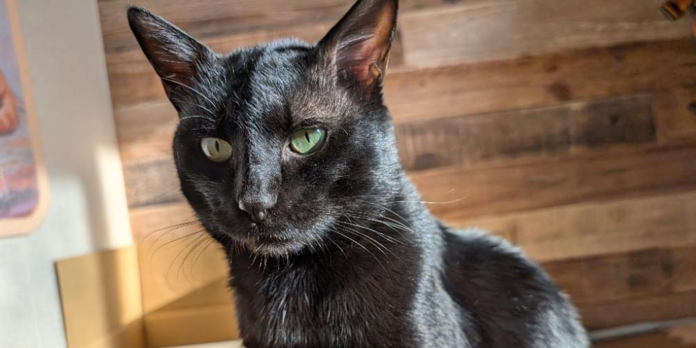 未去勢(オス)/首輪無/尻尾の長い『黒猫』を捜しています
