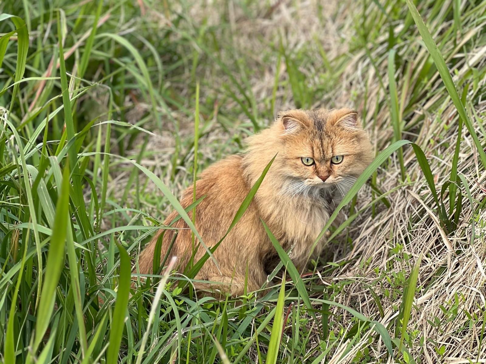 目撃された猫 目撃された猫