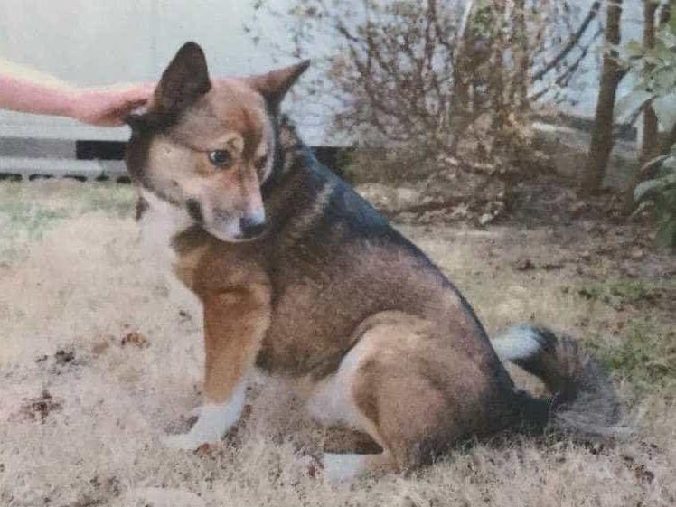 保護された犬 保護された犬