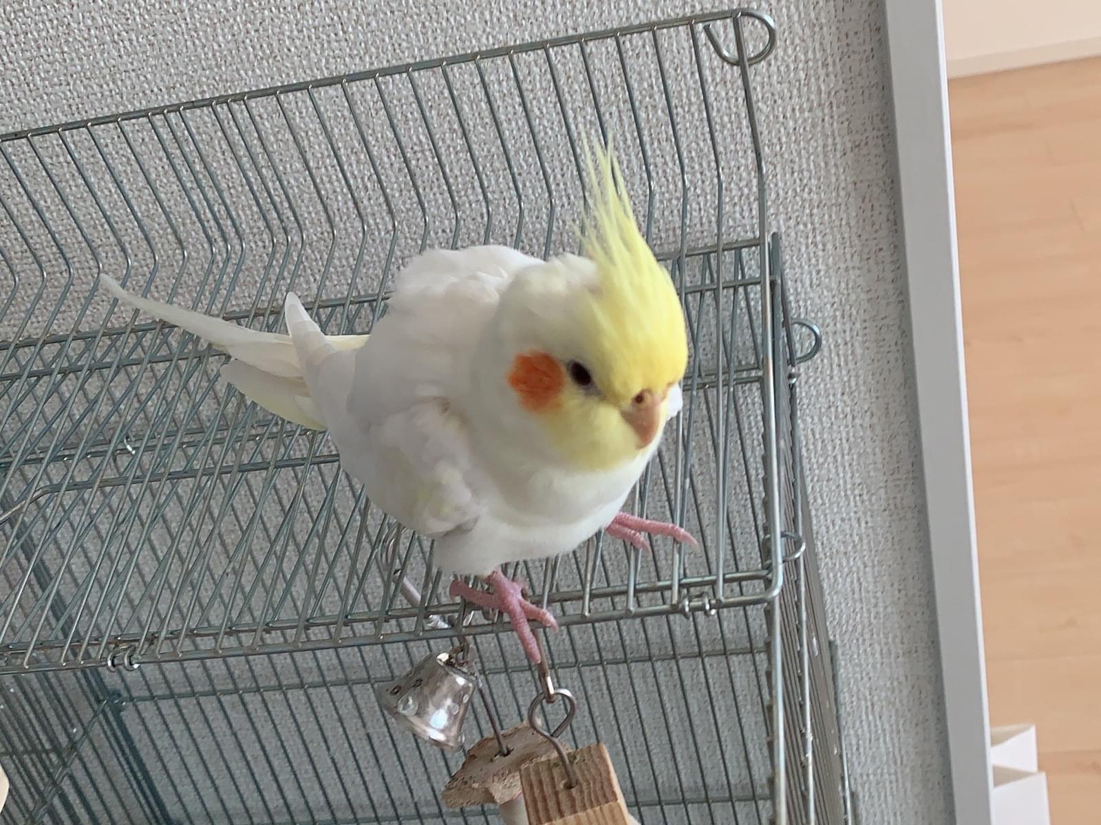 もじゃちゃん もじゃちゃん