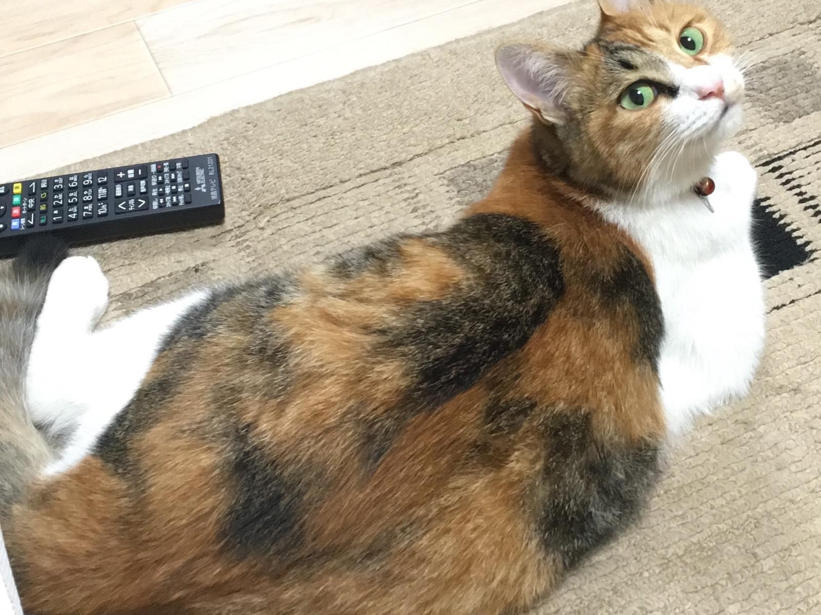みーちゃん みーちゃん