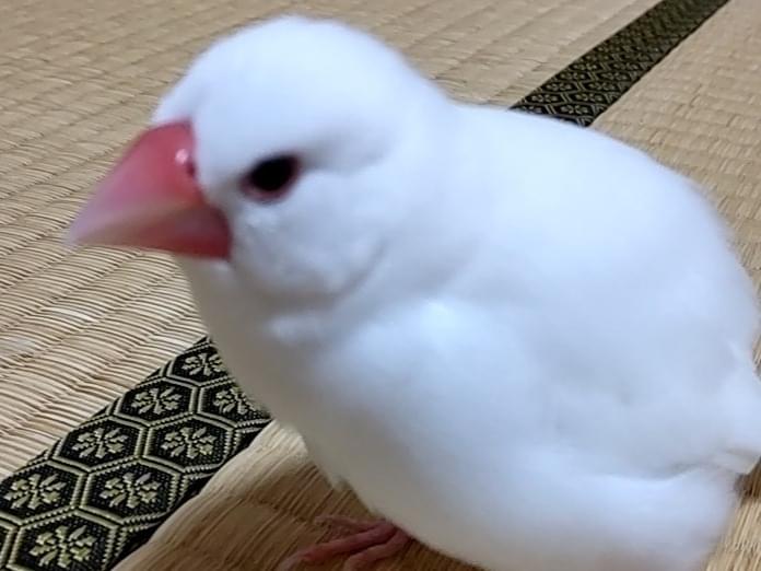 ピーちゃん ピーちゃん