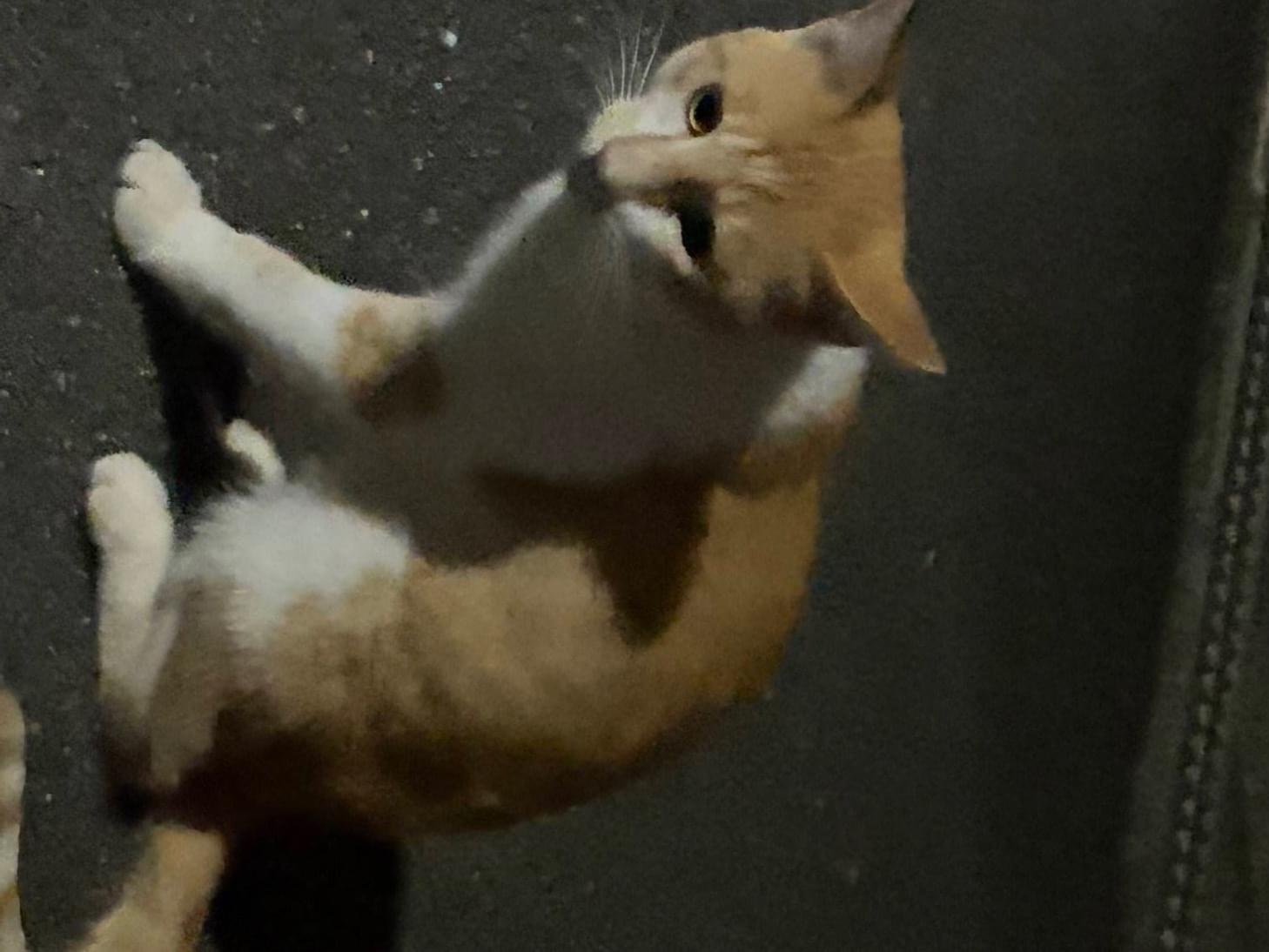 保護された猫 保護された猫