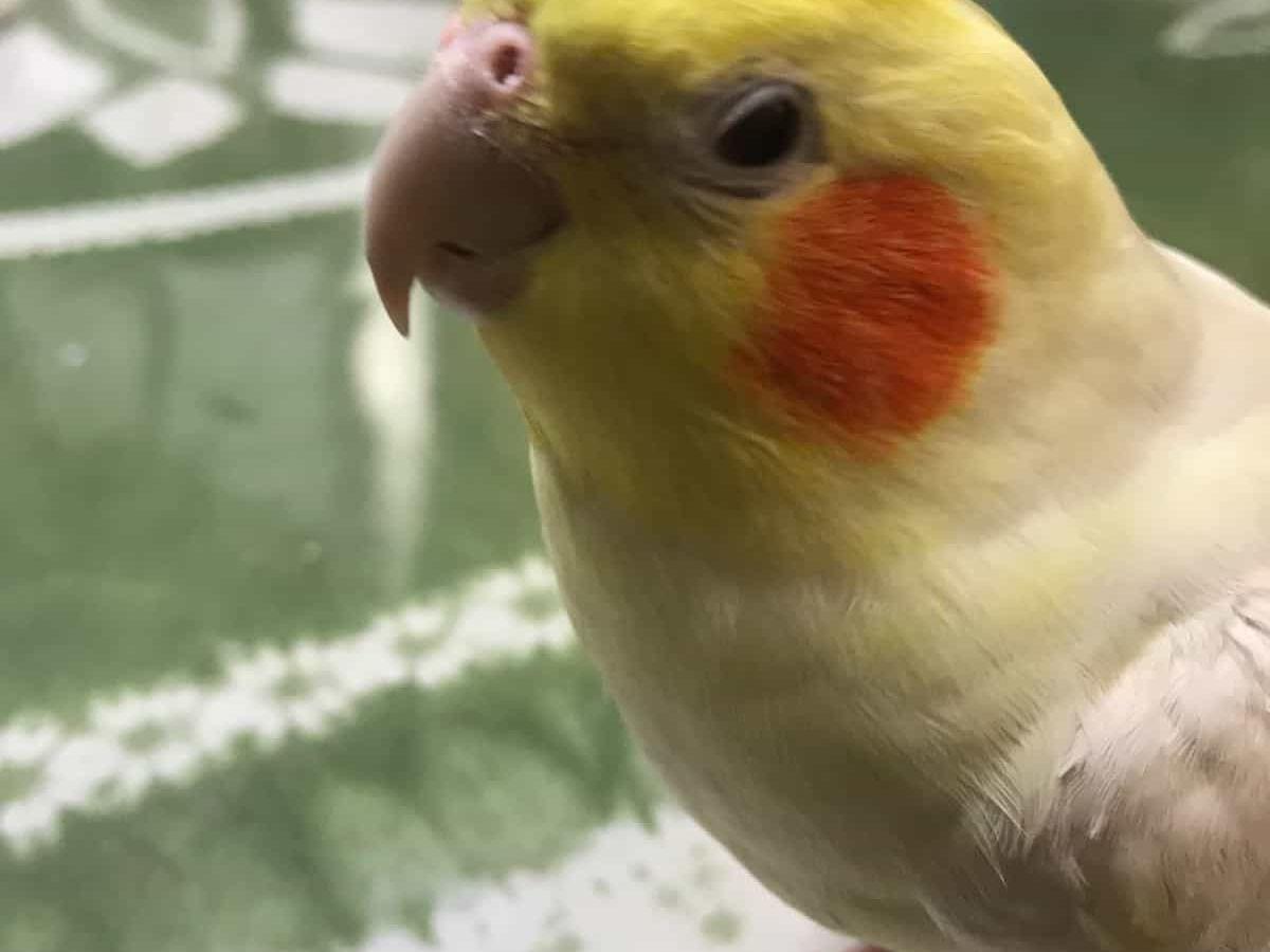 ランちゃん ランちゃん