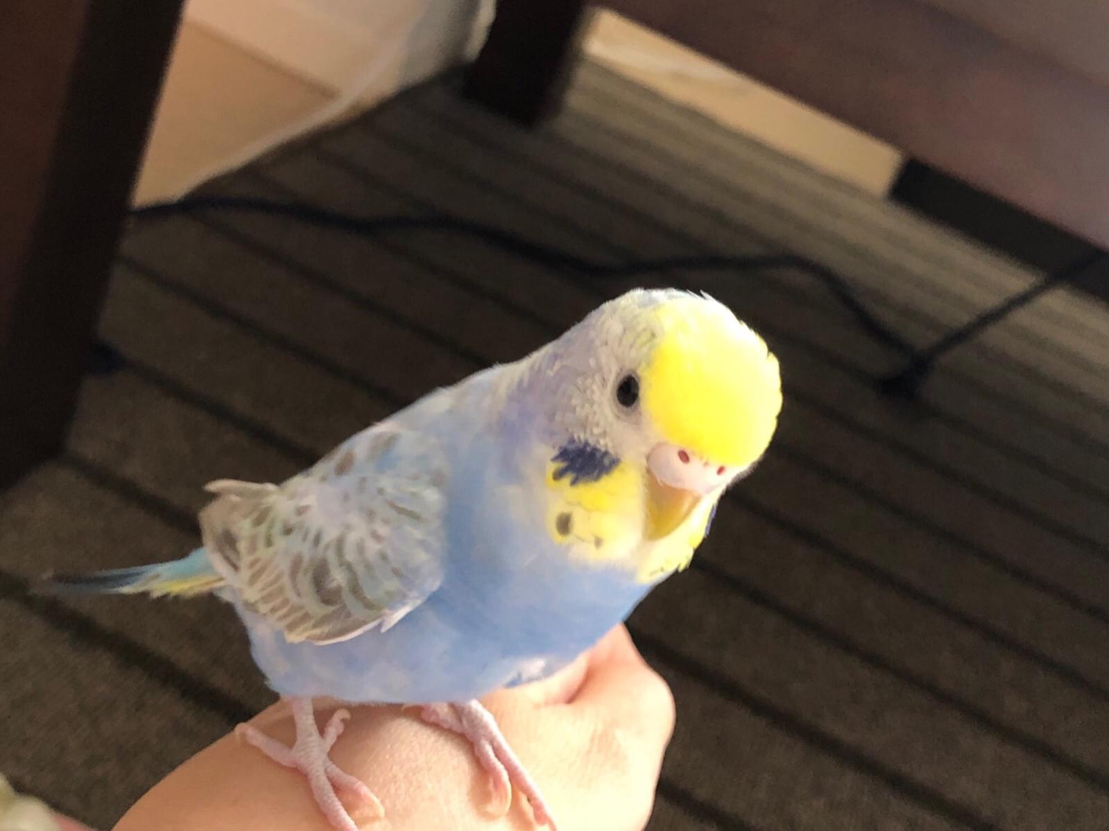 あおばちゃん あおばちゃん