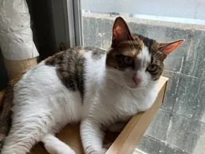 全国の迷子の猫 (9221件)