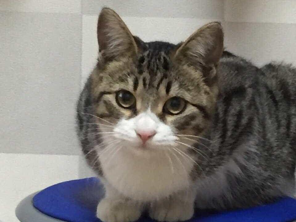ころちゃん ころちゃん