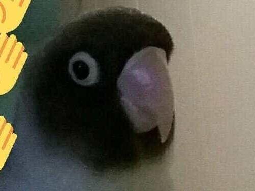 ぺらっぷちゃん ぺらっぷちゃん