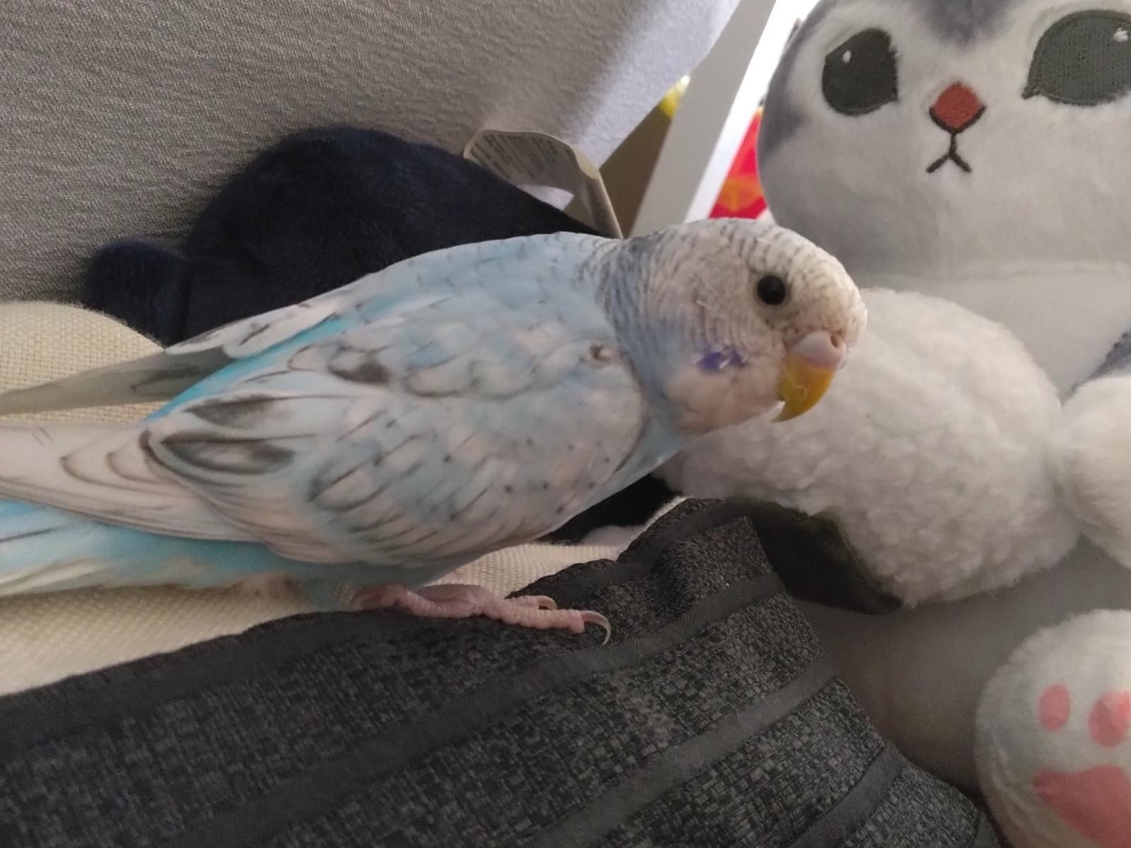 ぴよきちちゃん ぴよきちちゃん