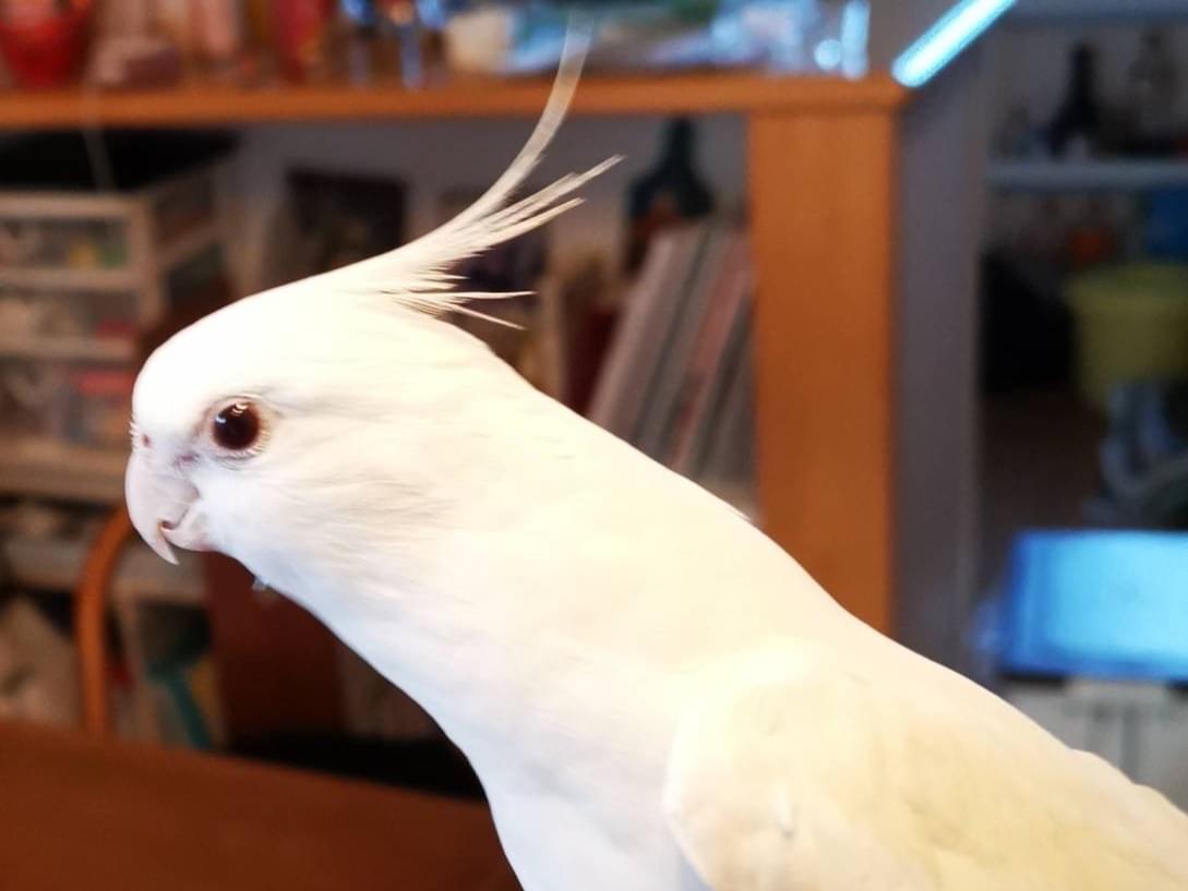 ユキちゃん ユキちゃん