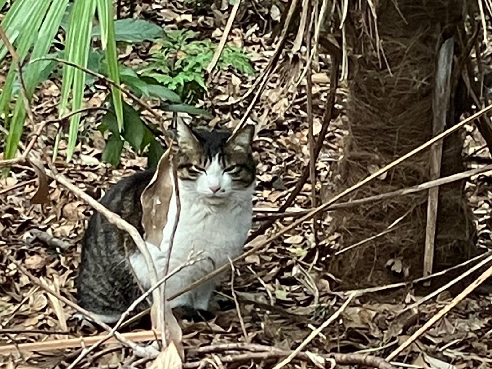 目撃された猫 目撃された猫