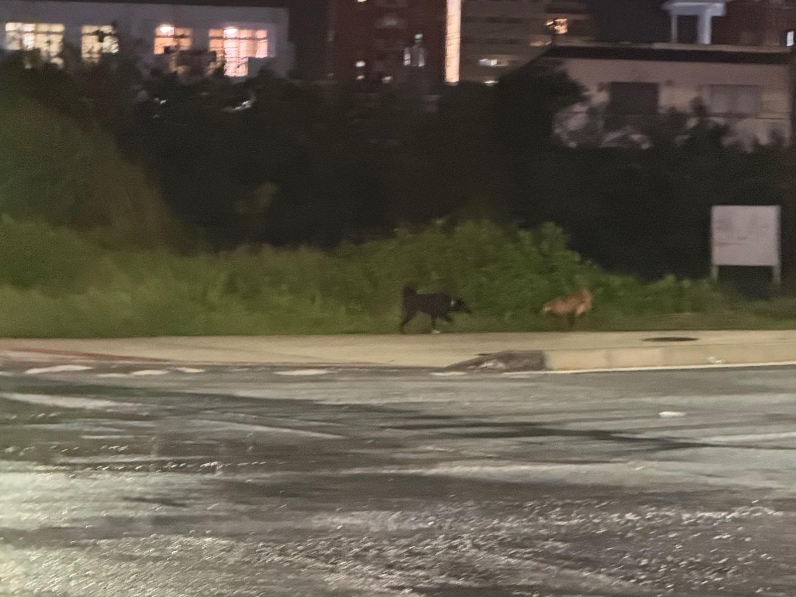 目撃された犬