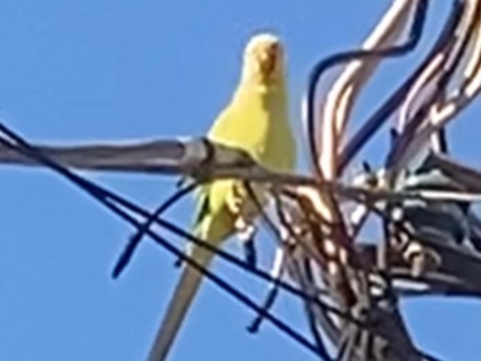 目撃された鳥 目撃された鳥