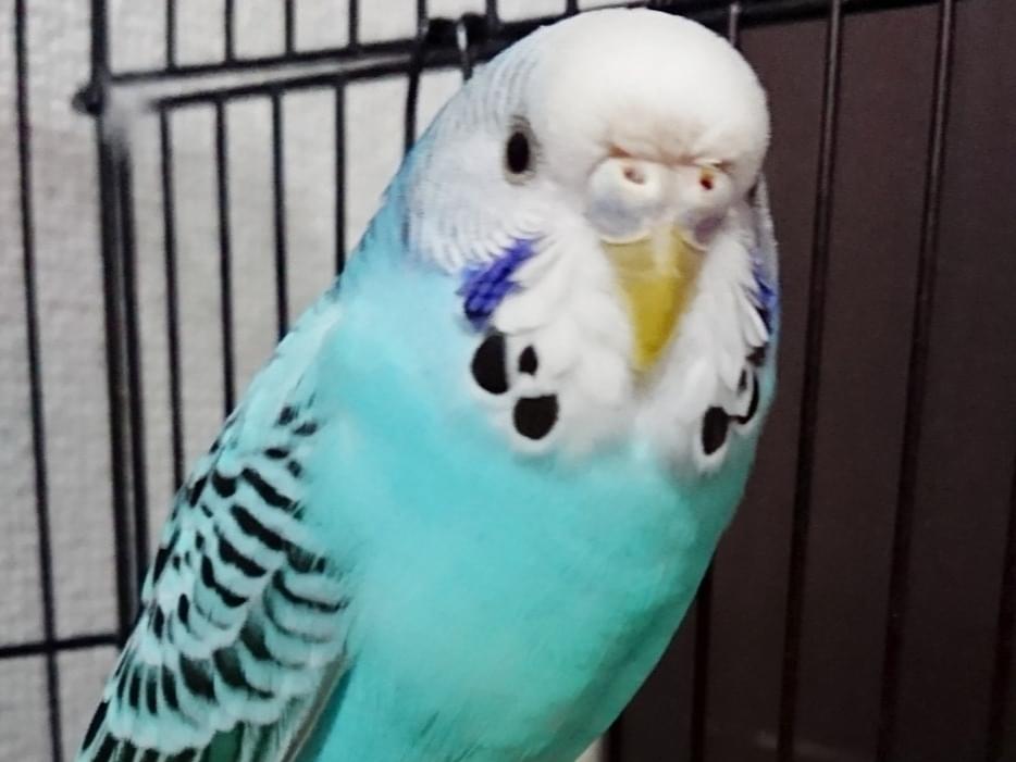 保護された鳥 保護された鳥