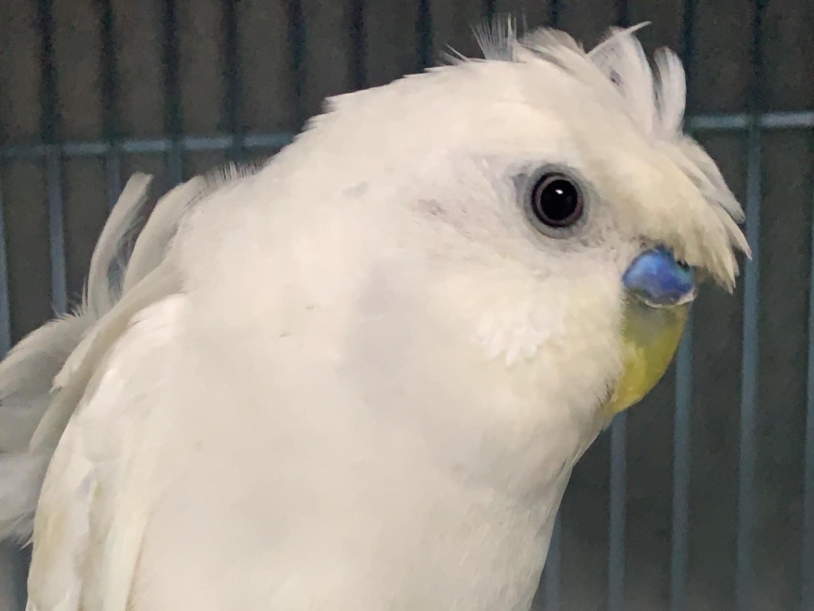 保護された鳥