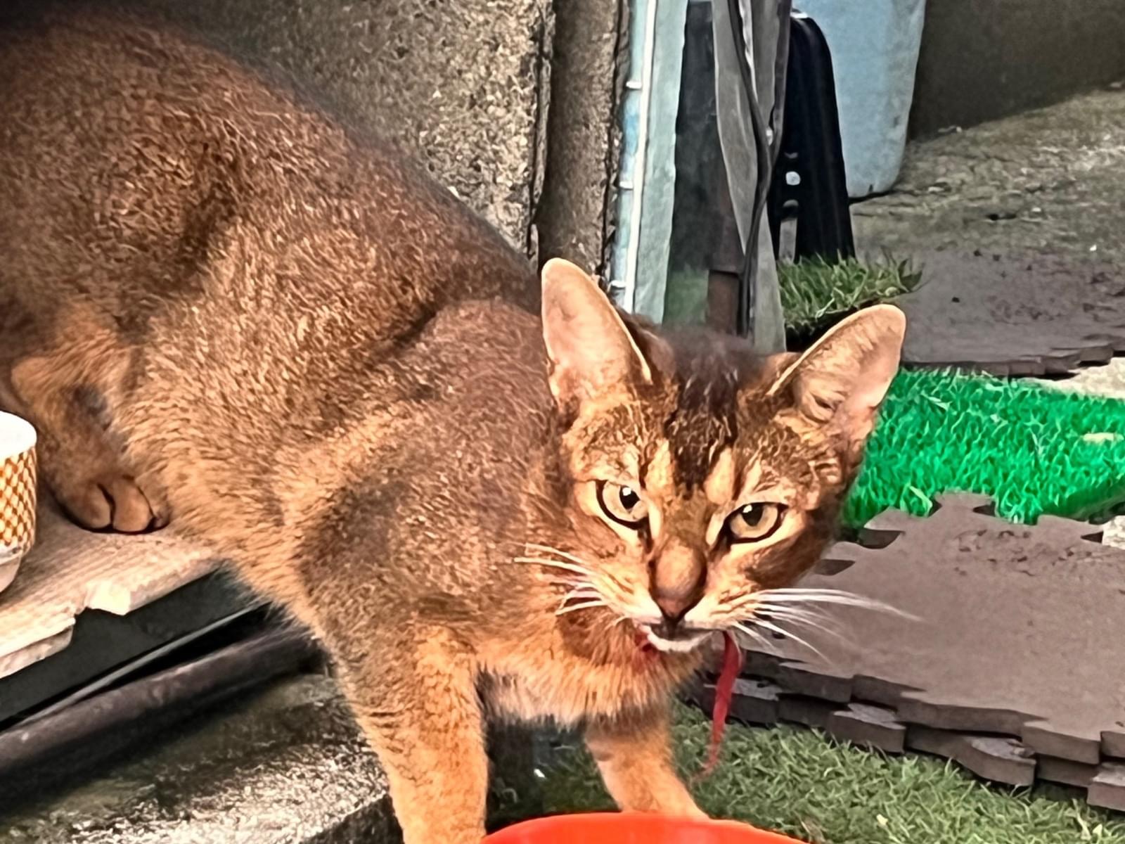 目撃された猫 目撃された猫