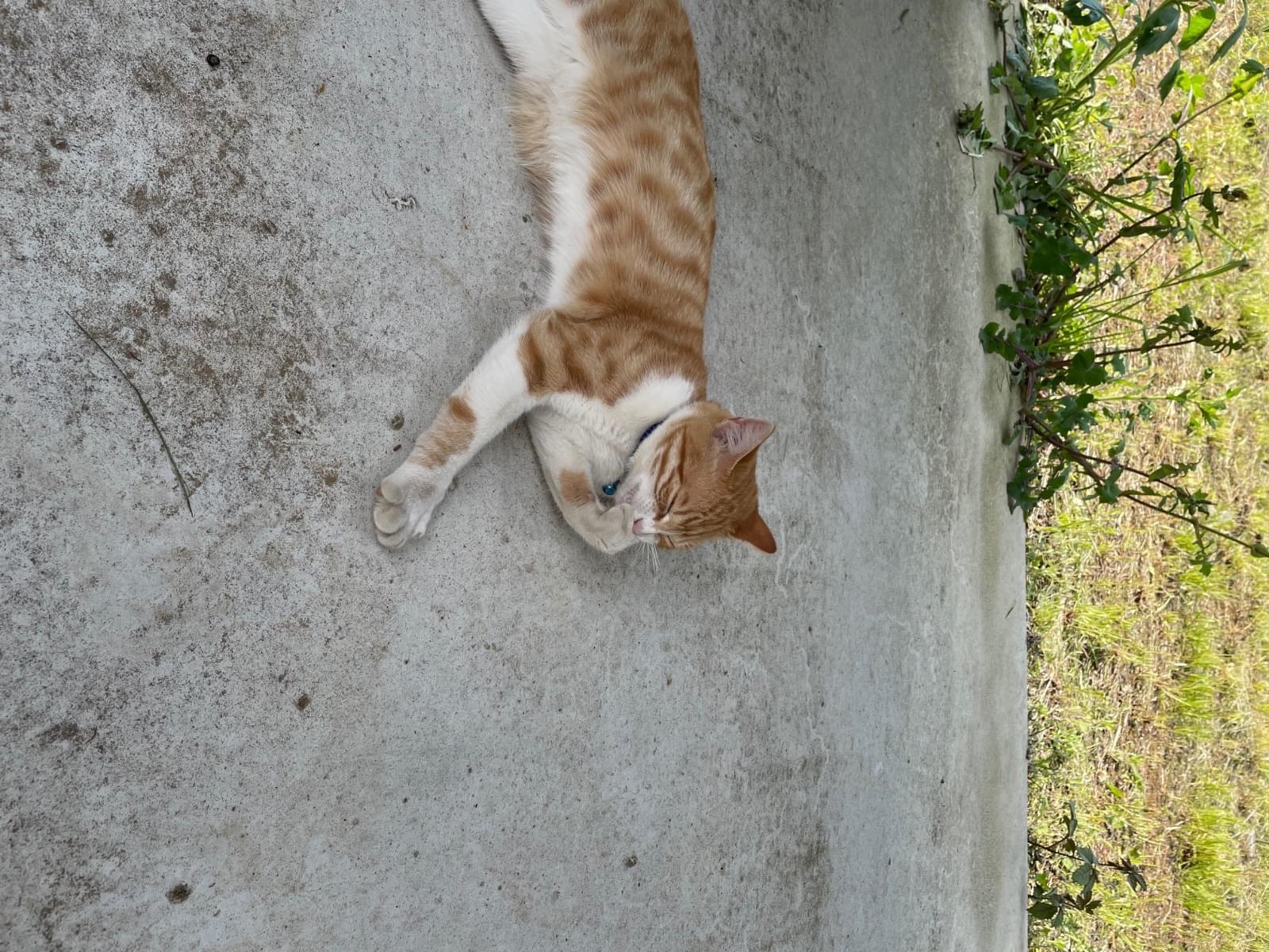 目撃された猫 目撃された猫