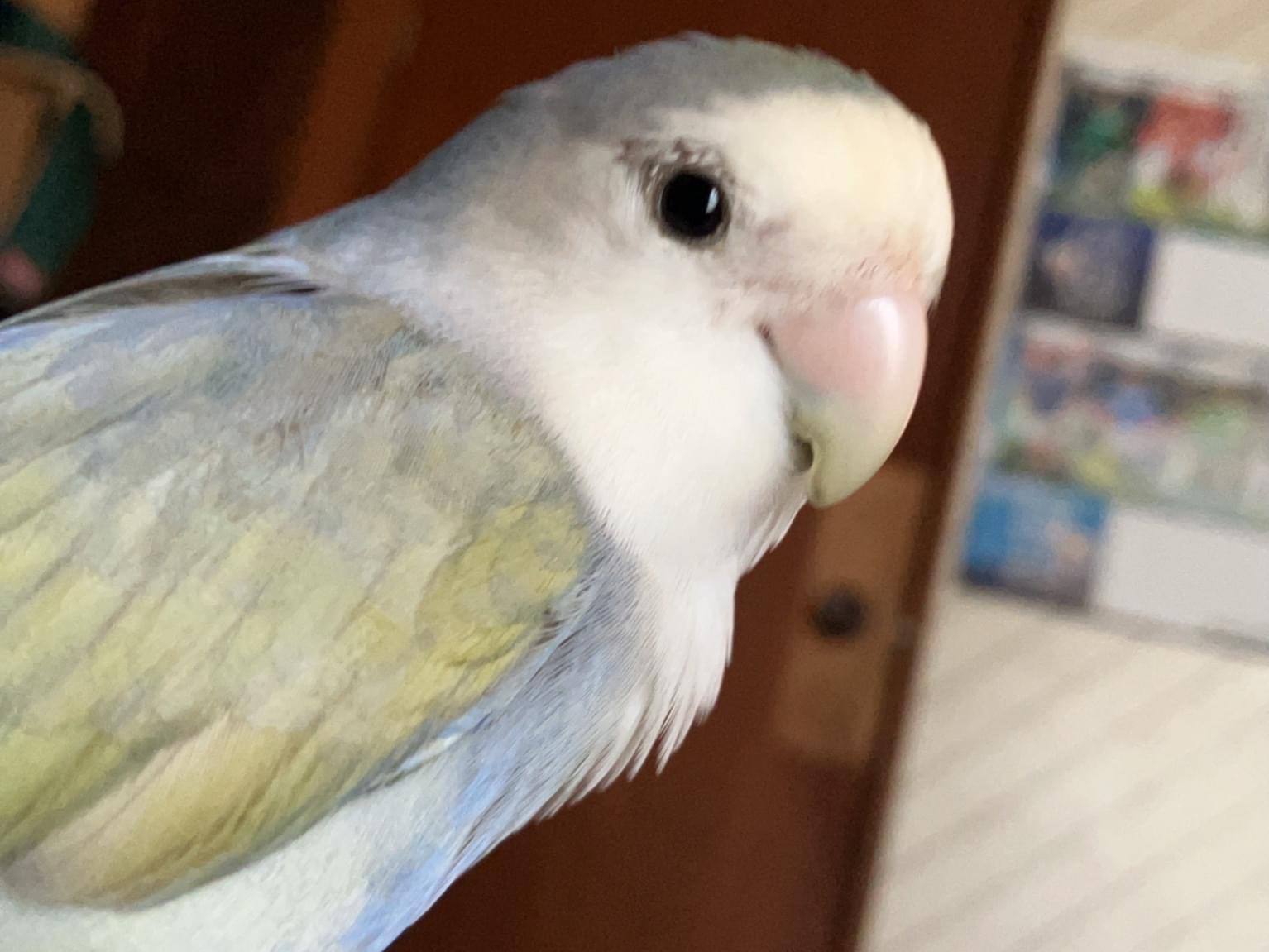 ピーちゃん
