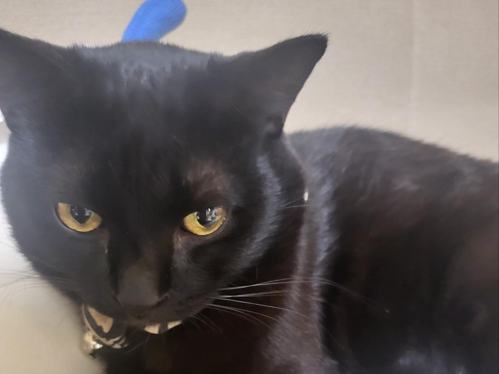 ヤマトちゃん ヤマトちゃん