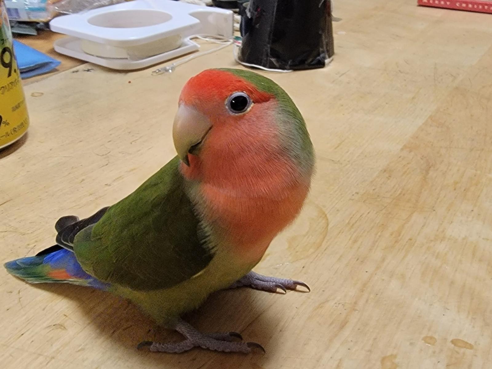 保護された鳥 保護された鳥