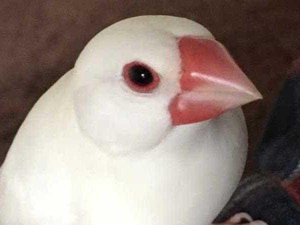 ビビちゃん ビビちゃん