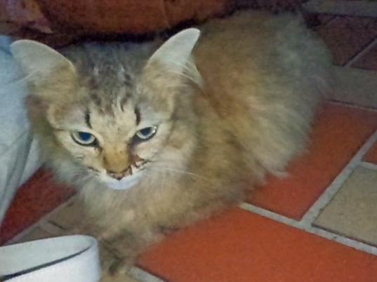 目撃された猫 目撃された猫