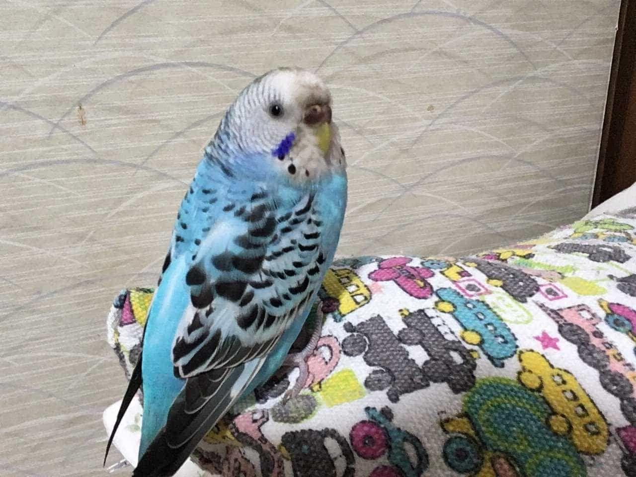 ぴーちゃん ぴーちゃん