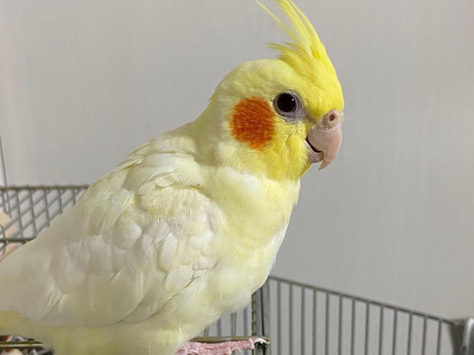 きなこちゃん きなこちゃん