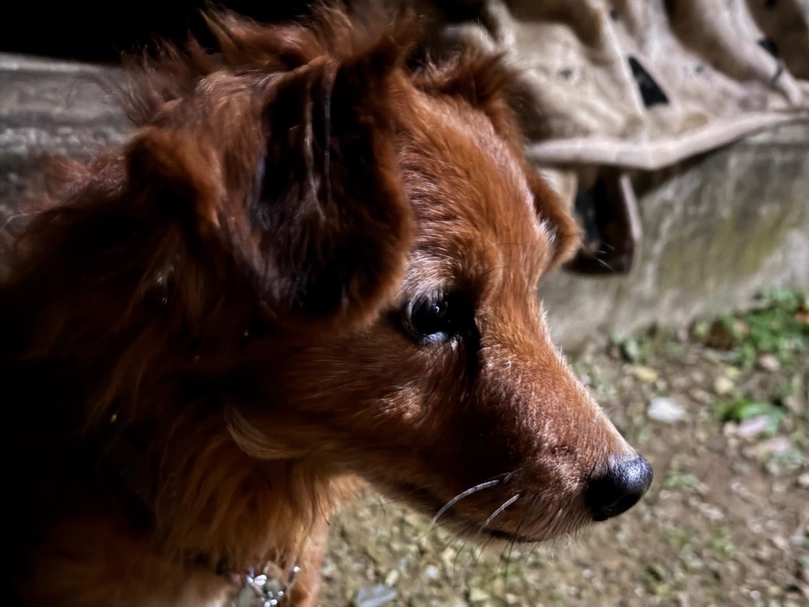 保護された犬 保護された犬