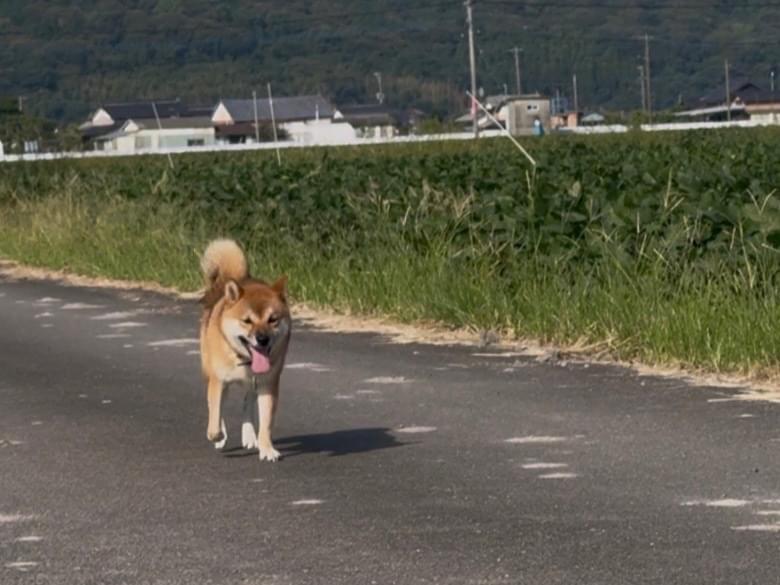 目撃された犬 目撃された犬