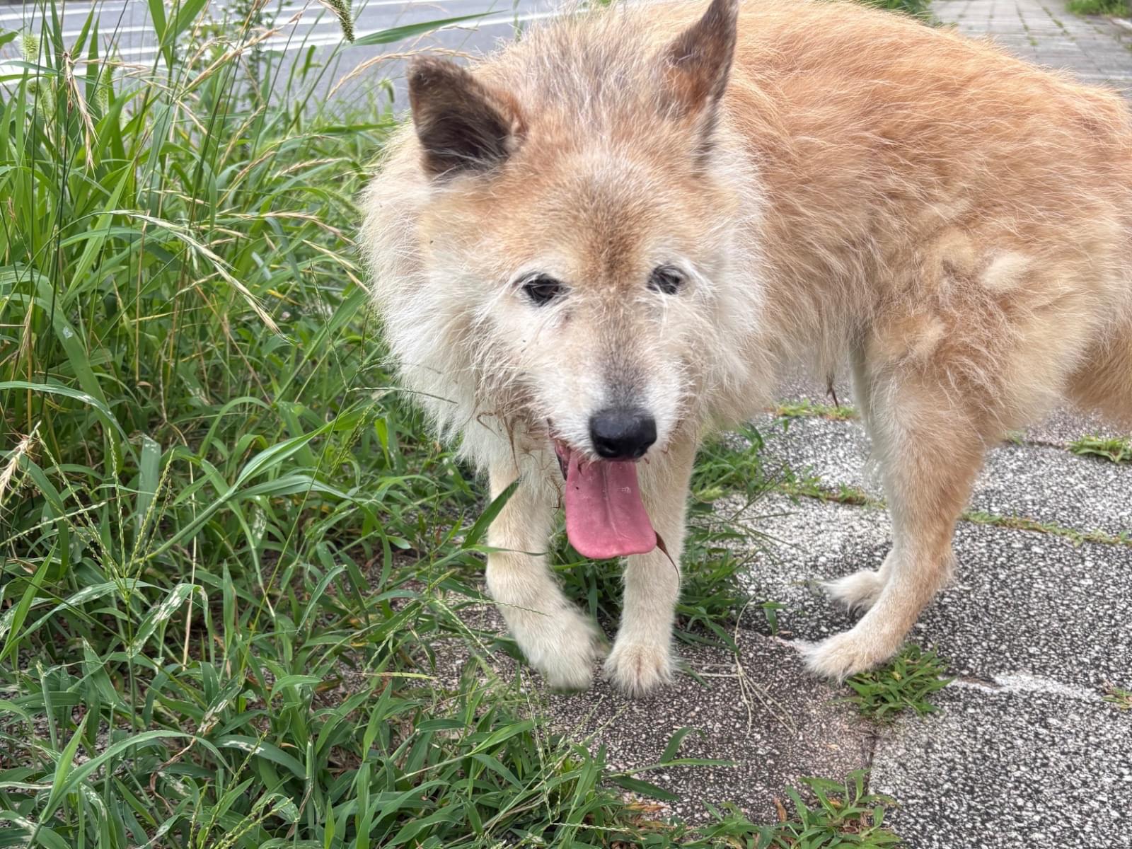 目撃された犬 目撃された犬