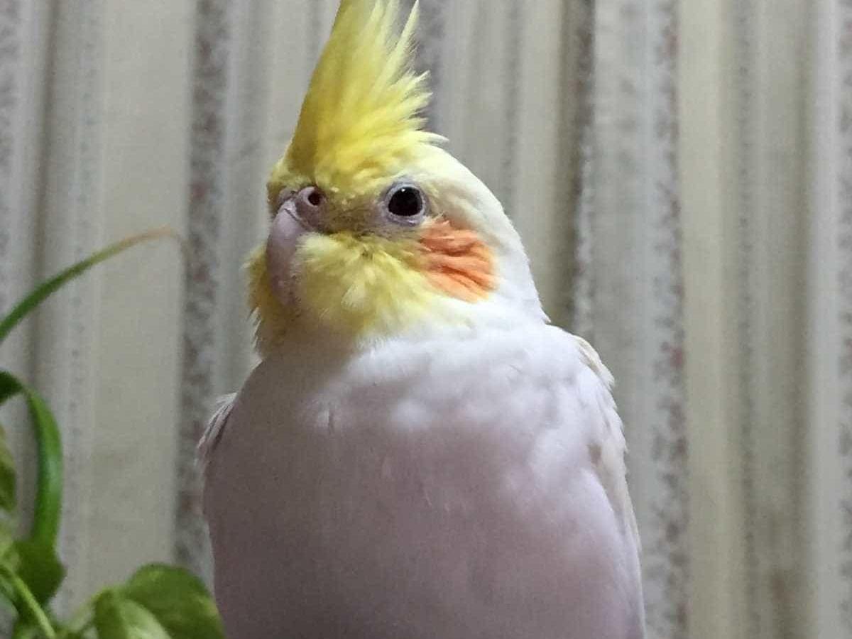 ひよちゃん ひよちゃん