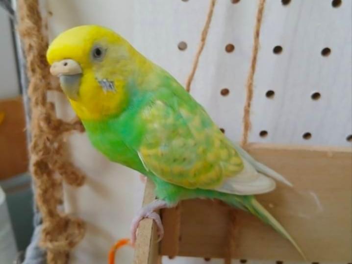 ピーちゃん