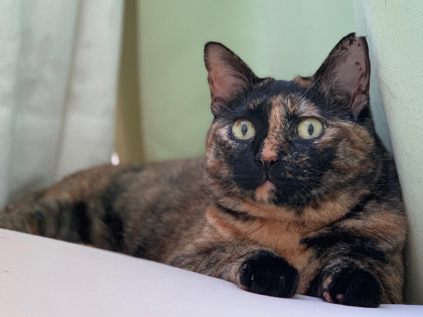 のんちゃん のんちゃん