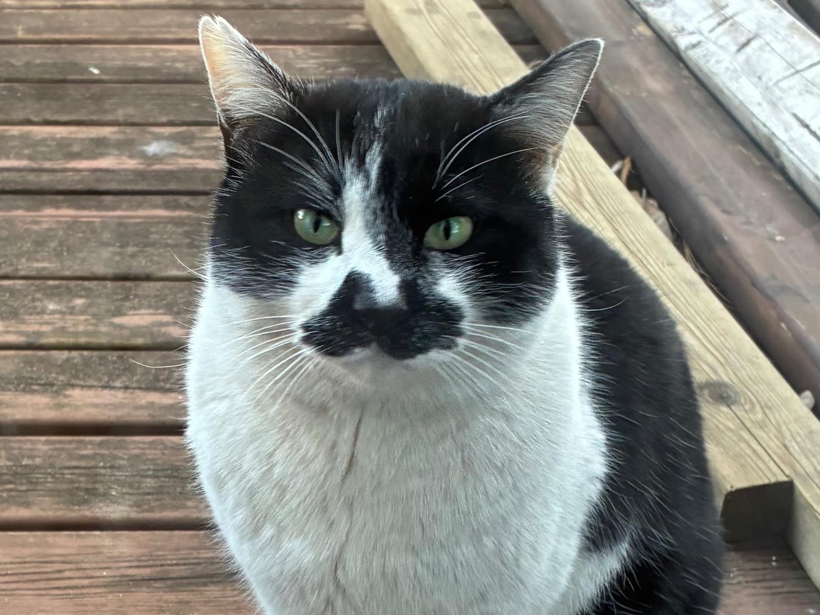 保護された猫 保護された猫