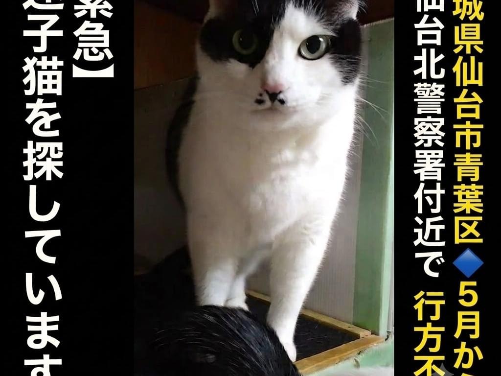 ぴぃちゃん