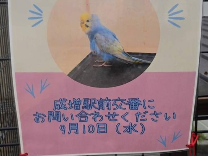 目撃された鳥 目撃された鳥