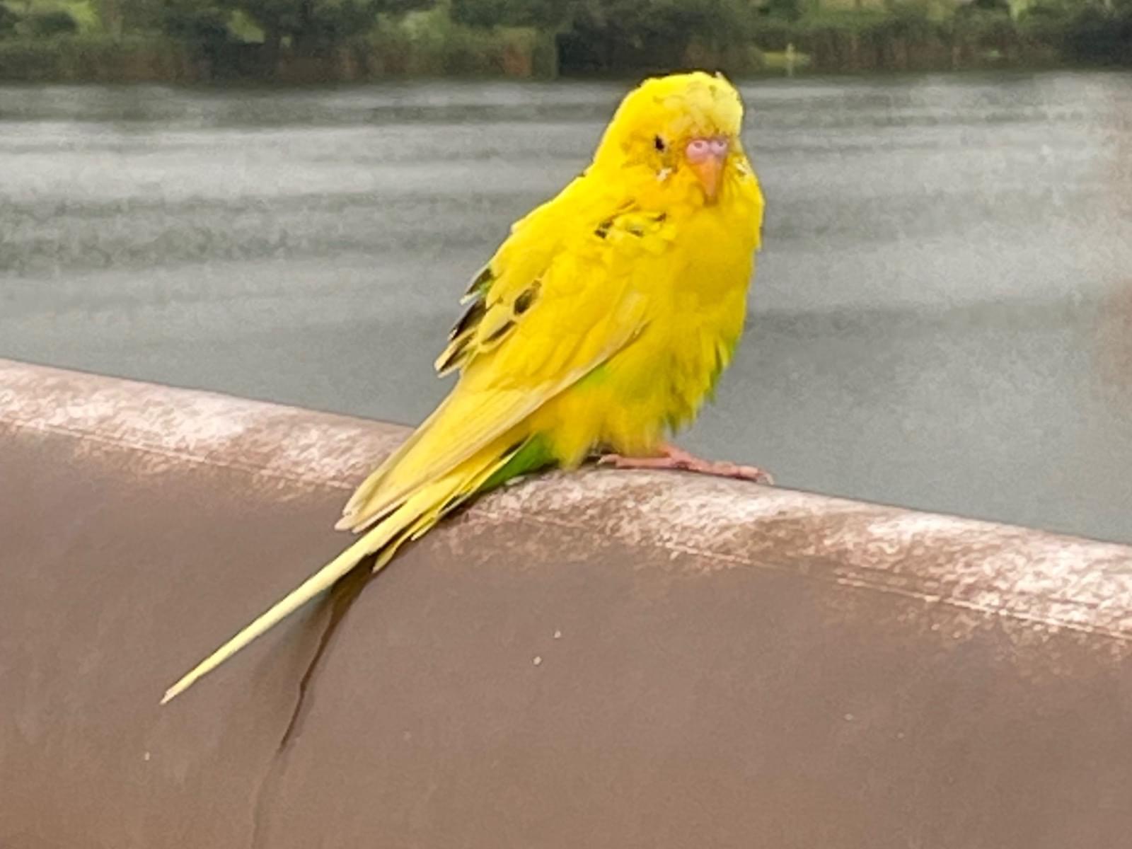 目撃された鳥 目撃された鳥