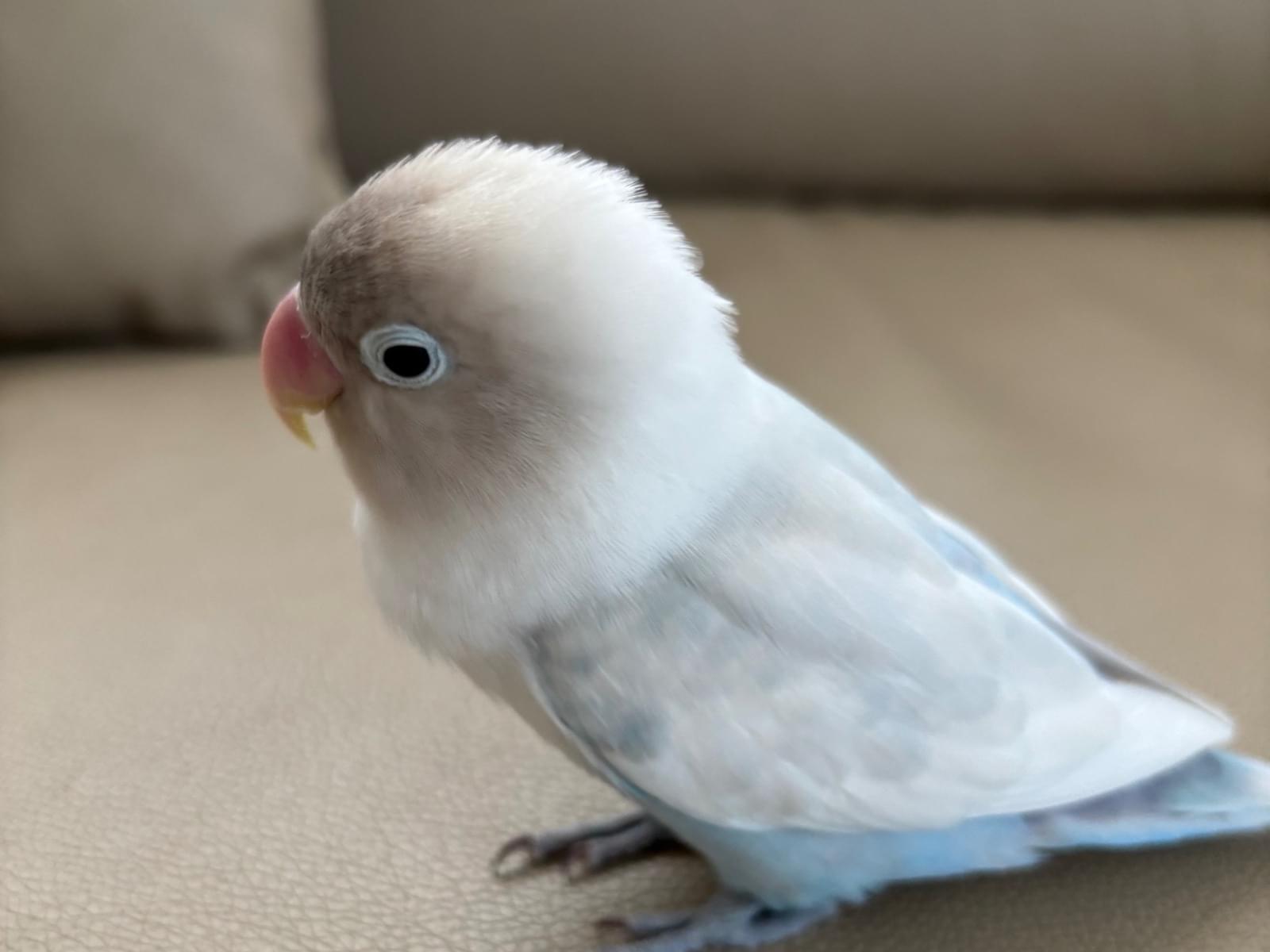 ぽぽちゃん ぽぽちゃん