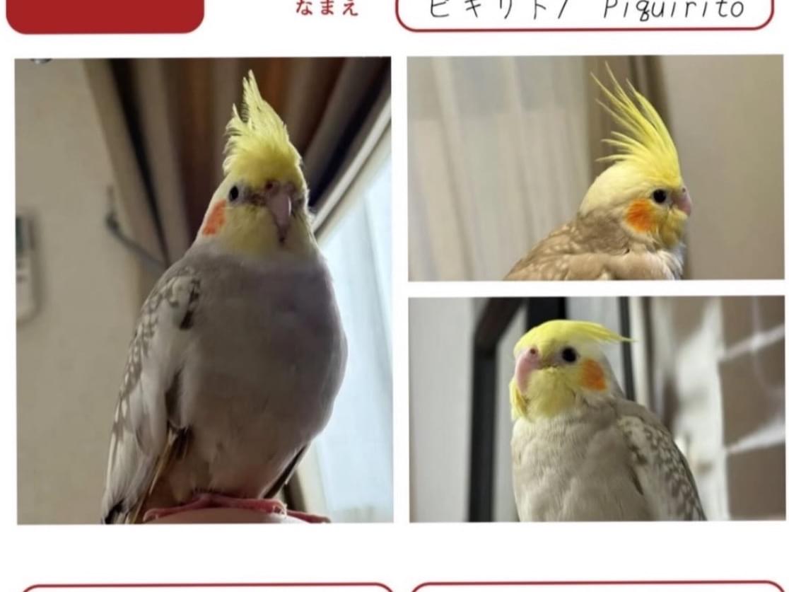 Piquirito/ピキリトちゃん Piquirito/ピキリトちゃん