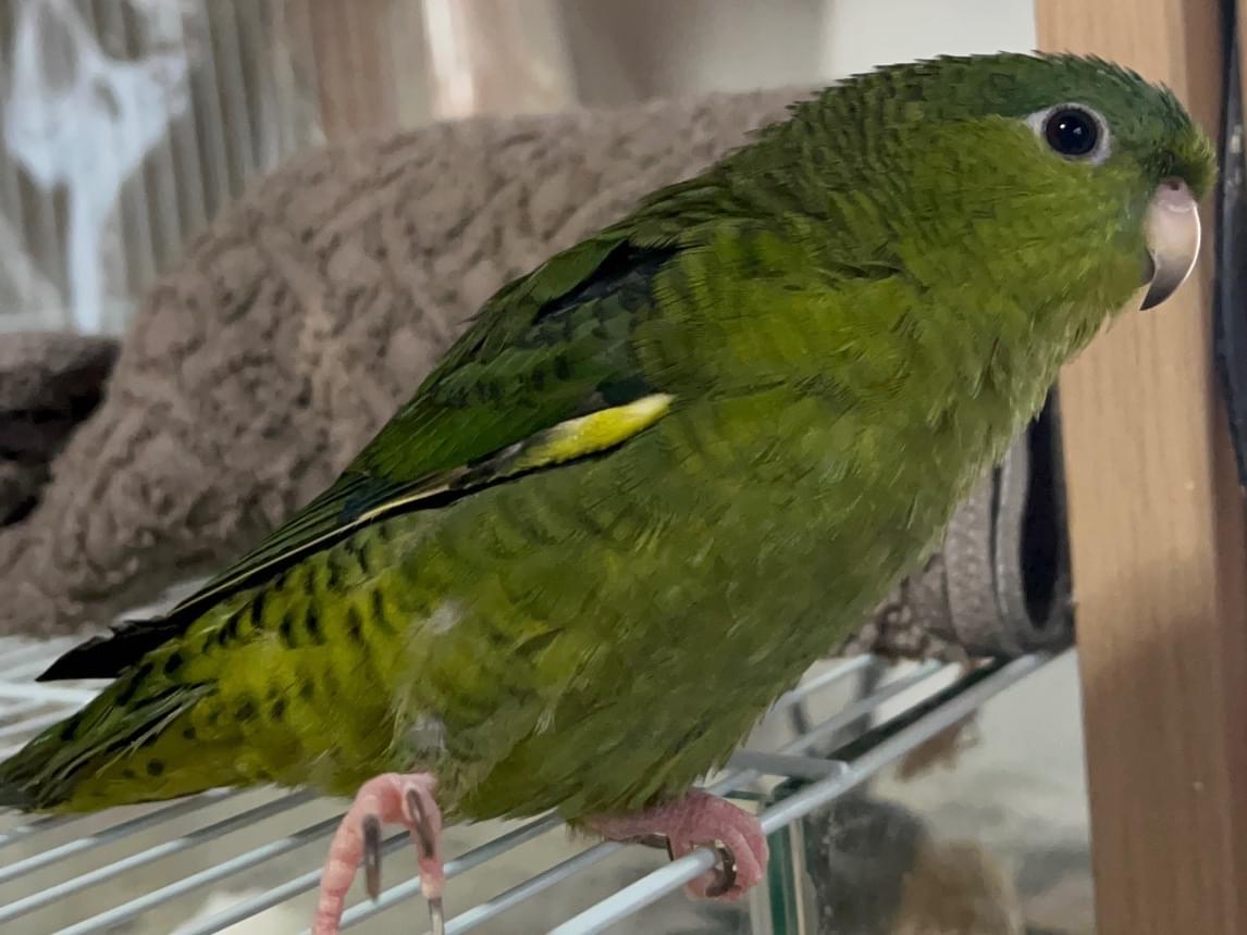 ガジュマルちゃん