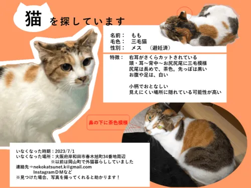 三毛猫~断捨離中~（感謝） 三毛猫を探しています!メスだけど、右耳がさくらカットされています